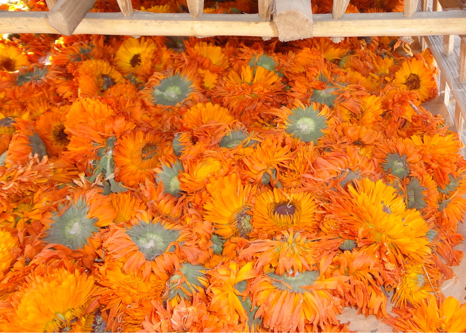 Calendula main image