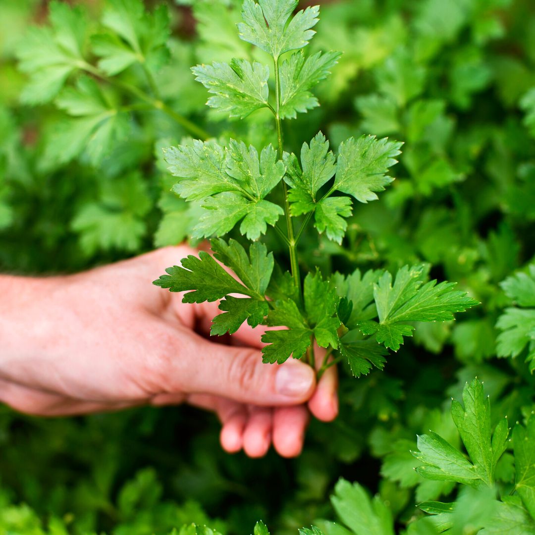 Parsley main image