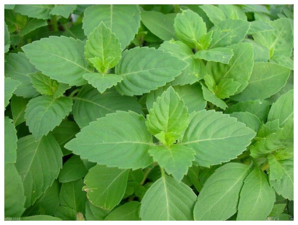 Basil main image