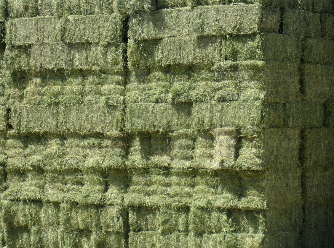 Alfalfa main image
